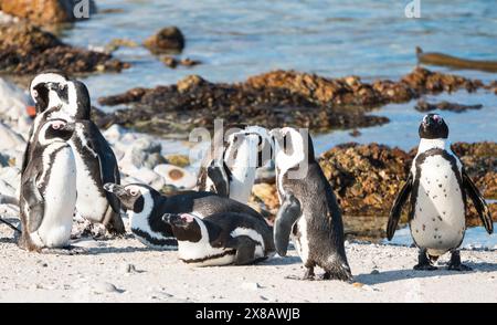 Kap oder afrikanische gefährdete Wildpinguine (Spheniscus demersus) Gruppe am Strand von Betty's Bay in Nahaufnahme, Westkap, Südafrika Stockfoto