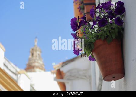 Blumentöpfe und Kathedralenturm - Cordoba, Andalusien, Spanien. Hochwertige Fotos Stockfoto