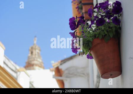 Straße mit Blumentöpfen und Kathedrale Turm - Cordoba, Andalusien, Spanien Stockfoto