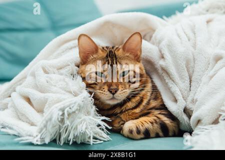 Die bengalische Katze liegt drinnen unter der weißen Wutdecke Stockfoto