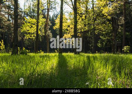 Wunderschöner Morgenwald. Hochwertige Fotos Stockfoto