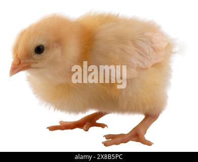 Sehr junges Orpington-Hühnchen in einem Studio-Shot und isoliert in der Nachbearbeitung. Stockfoto
