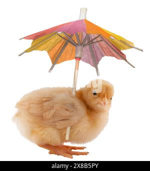 Helle Buff Orpington Chick isoliert und hält einen Schirm für Schatten oder um zu vermeiden, nass im Regen zu wetten. Stockfoto