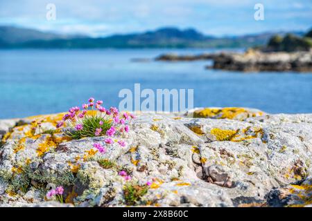 Armeria maritima ( Sparsamkeit / Seeprift / Seerosa ) auf einem Felsen an Schottlands Westküste Stockfoto