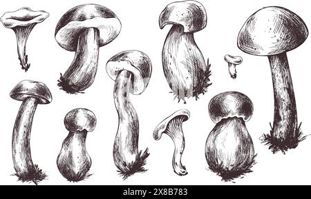 Waldpilze Boletus und Pfifferlinge. Grafische Abbildung, handgezeichnet mit brauner Tinte, Strichgrafik monochrom. Elementgruppe für das Thema Stock Vektor