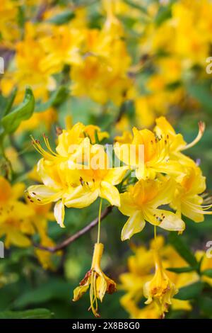 Rosafarbene Blüten des sibirischen Rhododendron-Kopierraums. Stockfoto