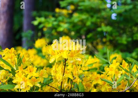 Rosafarbene Blüten des sibirischen Rhododendron-Kopierraums. Stockfoto