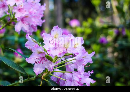 Rosafarbene Blüten des sibirischen Rhododendron-Kopierraums. Stockfoto
