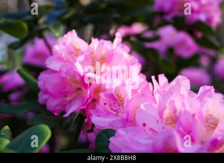 Rosafarbene Blüten des sibirischen Rhododendron-Kopierraums. Stockfoto