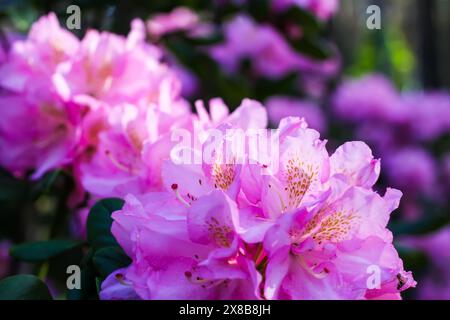 Rosafarbene Blüten des sibirischen Rhododendron-Kopierraums. Stockfoto