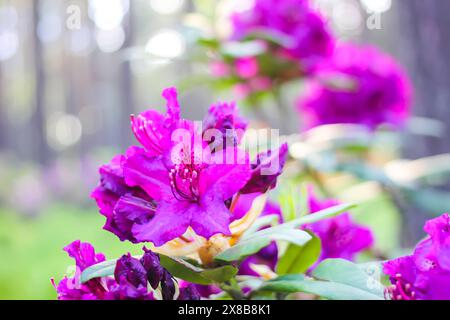 Rosafarbene Blüten des sibirischen Rhododendron-Kopierraums. Stockfoto