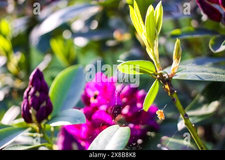 Rosafarbene Blüten des sibirischen Rhododendron-Kopierraums. Stockfoto