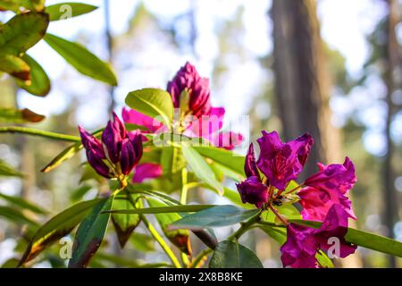 Rosafarbene Blüten des sibirischen Rhododendron-Kopierraums. Stockfoto