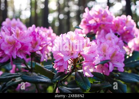 Rosafarbene Blüten des sibirischen Rhododendron-Kopierraums. Stockfoto