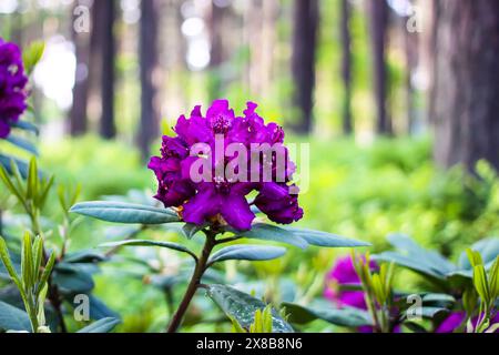 Rosafarbene Blüten des sibirischen Rhododendron-Kopierraums. Stockfoto