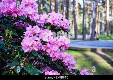 Rosafarbene Blüten des sibirischen Rhododendron-Kopierraums. Stockfoto
