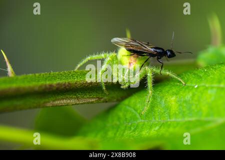 Krabbenspinne, Heriaeus hirtus, Grüne Krabbenspinne in Albanien Stockfoto