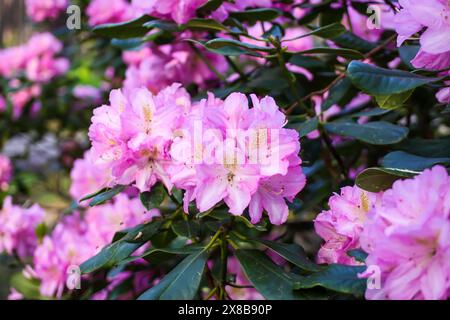 Rosafarbene Blüten des sibirischen Rhododendron-Kopierraums. Stockfoto