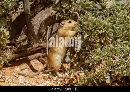 Fette Sandratte (Psammomys obesus) Stockfoto