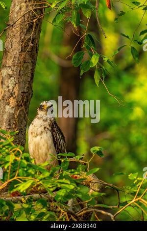 Junger Schlangenadler in Indien Stockfoto