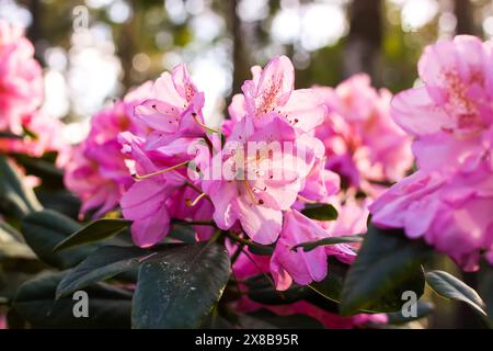 Rosafarbene Blüten des sibirischen Rhododendron-Kopierraums. Stockfoto