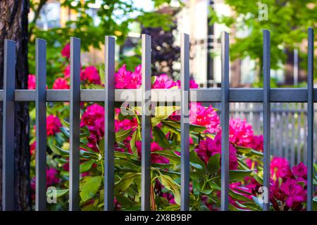 Rosafarbene Blüten des sibirischen Rhododendron-Kopierraums. Stockfoto