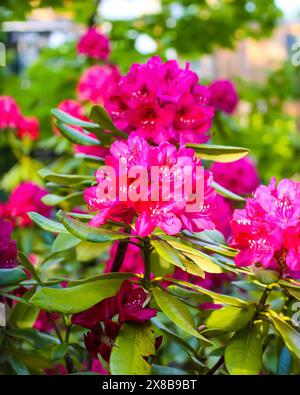 Rosafarbene Blüten des sibirischen Rhododendron-Kopierraums. Stockfoto