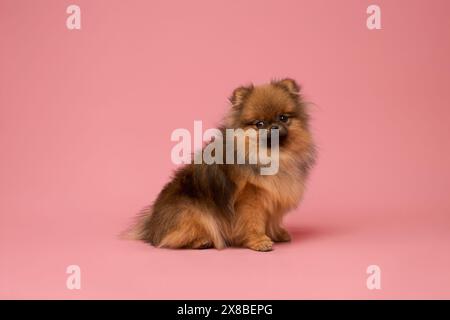 Spitz Hündchen sitzt auf dem Hintergrund im Studio Stockfoto