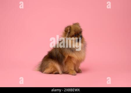 Spitz Hündchen sitzt auf dem Hintergrund im Studio Stockfoto