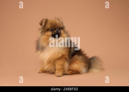 Spitz Hündchen sitzt auf dem Hintergrund im Studio Stockfoto