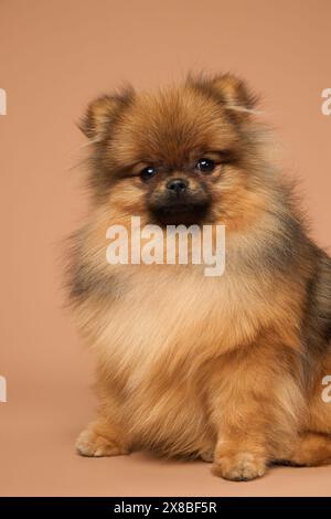 Spitz Hündchen sitzt auf dem Hintergrund im Studio Stockfoto