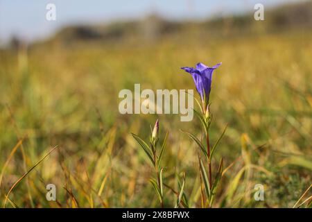 Der Sumpf Enzian, Gentiana pneumonanthe, geschützte Art im Norden Serbiens Stockfoto