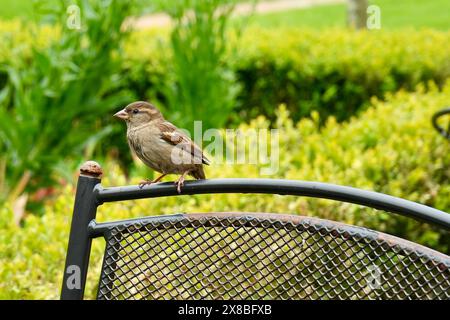 Brauner alter Spatzen sitzt auf einer Bank in einem Kent-Garten mit Grün dahinter. Stockfoto