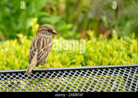 Brauner alter Spatzen sitzt auf einer Bank in einem Kent-Garten mit Grün dahinter. Stockfoto