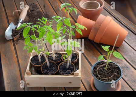 Junge Tomatenpflanzen, die drinnen in Papiertöpfen wachsen - Umtopfen junger Tomaten- und Pfefferpflanzen in Terrakotta-Töpfen auf einem rustikalen Holztisch Stockfoto