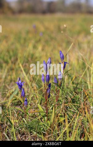 Der Sumpf Enzian, Gentiana pneumonanthe, geschützte Art im Norden Serbiens Stockfoto