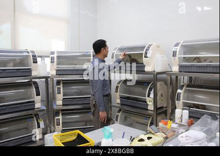 (240524) -- SEOUL, 24. Mai 2024 (Xinhua) - dieses Foto vom 20. Mai 2024 zeigt ein Kinderzimmer für Wappen-Ibis-Küken im Upo Crested Ibis Restoration Center in Changnyeong, Südkorea. Das Wappen-ibis, das früher in China, Japan, Südkorea und anderen ostasiatischen Regionen weit verbreitet war, ist weltweit zu einer gefährdeten Vogelart geworden, die seit den 1980er Jahren in Südkorea selten zu sehen ist Im Jahr 2008 kam das Wappen-ibis-Paar „Yang Zhou“ und „Long Ting“ an und ließ sich im Upo Crested Ibis Restoration Center in Changnyeong nieder, als Geschenk von China an Südkorea. Noch zwei männliche Stockfoto