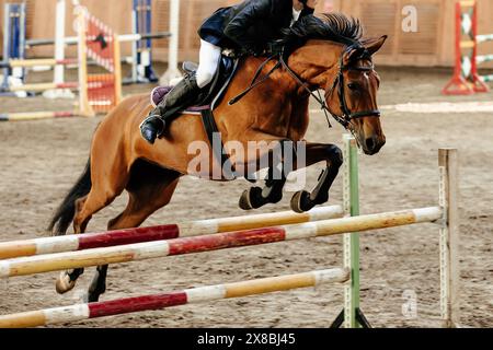 Zeigen Sie, wie das braune Pferd über Hindernisse springt Stockfoto