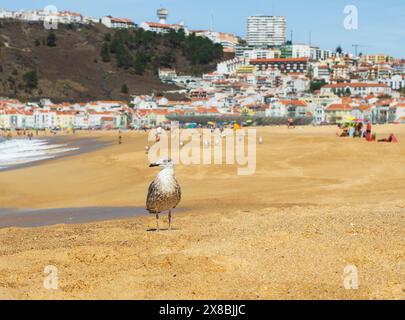 Möwe auf Praia da Nazaré, mit der Stadt im Hintergrund, Nazaré, Portugal Stockfoto