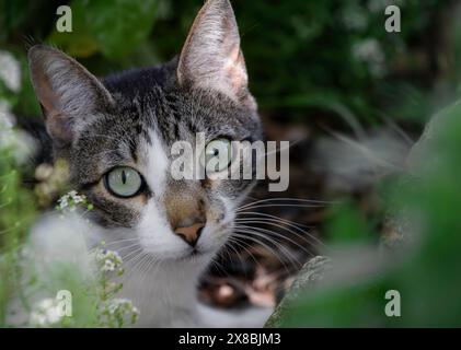 Junge graue Tabbykatze, die aus dem Blumenbeet blickt. Stockfoto