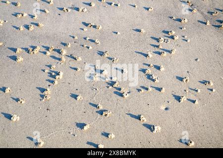 Blasen Sie Lugworm Poo an der Westküste Irlands - Arenicola Marina. Stockfoto