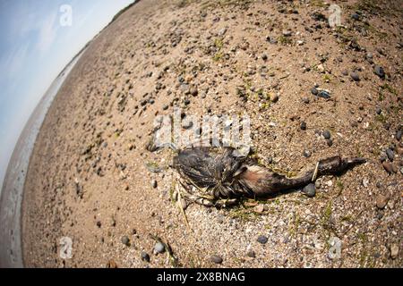 Der tote Kormorant wurde am Bradwell Beach in Essex, Großbritannien, angespült Stockfoto