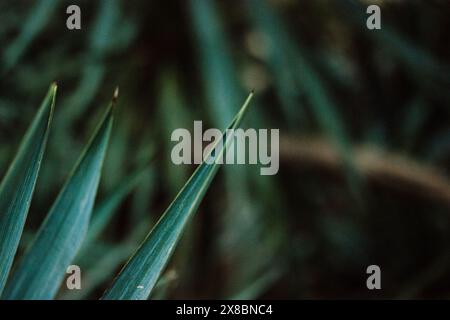 Ein Dickicht im Regenwald, im Dschungel. Immergrüne Palmen, Büsche im tiefen Wald, Holz. Pflanzen wachsen in einem tropischen Garten. Exotische Natur im Sommer. Stockfoto