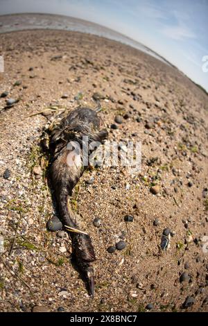 Der tote Kormorant wurde am Bradwell Beach in Essex, Großbritannien, angespült Stockfoto