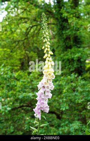 Der Fuchshandschuh ist eine wunderschöne Blume, die in Farben wie Rosa, Lila und weiß blüht. Es ist eine beliebte Pflanze in der Natur, in Gärten und Parks. Stockfoto