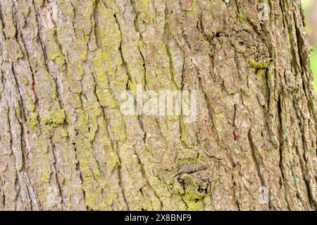 Nahaufnahme Der Rinde Des Larix Kaempferi Baumes In Amsterdam, Niederlande 6-5-2024 Stockfoto
