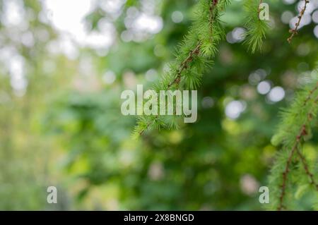 Nahaufnahme Nadeln Larix Kaempferi Tree In Amsterdam, Niederlande 6-6-2024 Stockfoto