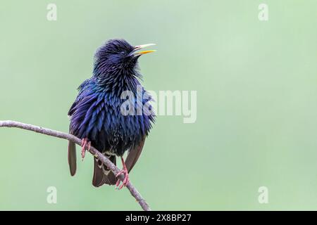 Sternchen, Sturnus vulgaris, alleinerwachsener Mann im Zuchtgefieder, zeigt sich auf dem Zweig, Bulgarien, Europa Stockfoto