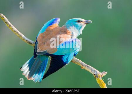 Europäische Roller, Coracias garrulus, einzelne Erwachsene Landung auf Baumzweig, Bulgarien, Europa Stockfoto