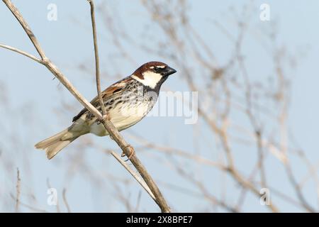 Spanischer Spatzen, Passer hispaniolensis, alleinerwachsener Mann im Busch, Bulgarien, Europa Stockfoto